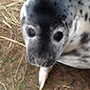 Donna Nook Thumb