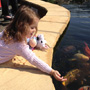 Nature Land Seal Sanctuary Skegness Thumb